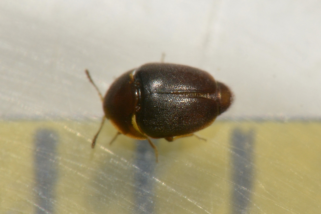 Corylophidae: Sericoderus lateralis? S